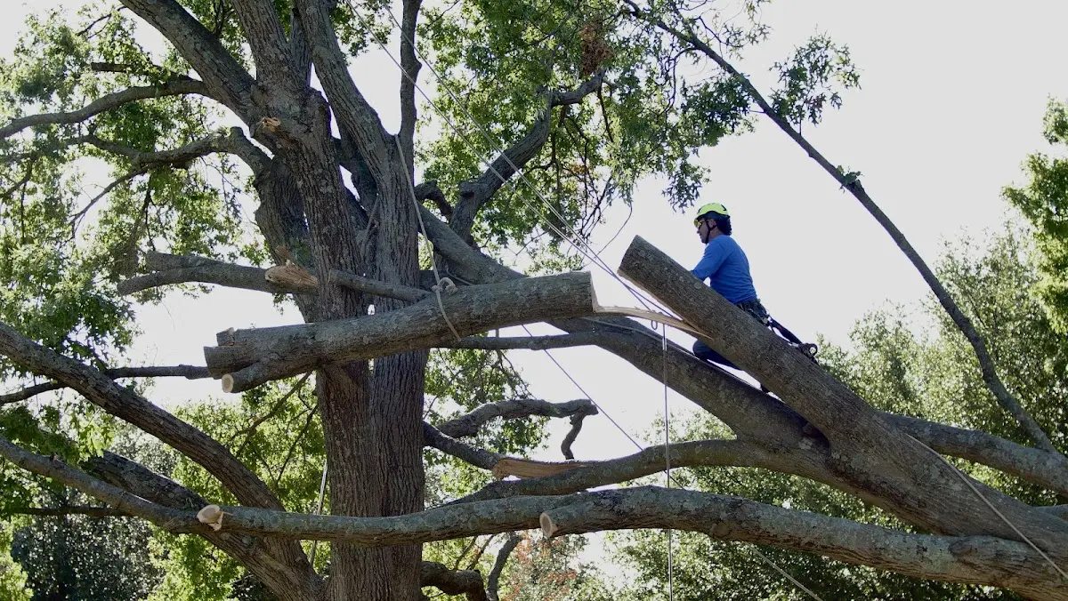 Professional Hazardous Tree Removal performed by certified arborists in Slaughter